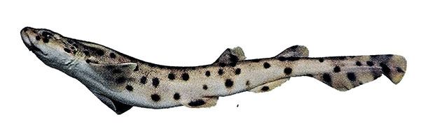 Scyliorhinus stellaris_0221.jpg